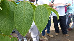 Description de l'image Cedro negro.JPG.