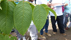 Cedro negro.JPG