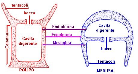 Cavità gastrovascolare