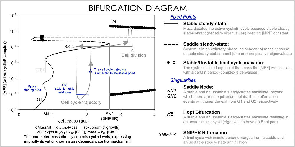 Cell cycle bifurcation diagram.jpg