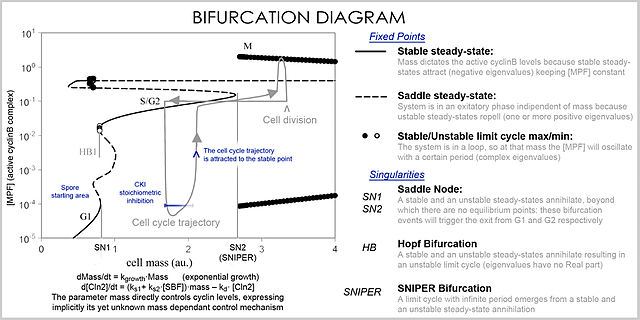 Image: Cell cycle bifurcation diagram