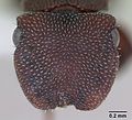 Cephalotes pallidoides casent0173695 head 1.jpg