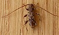 Cerambycidae sp.