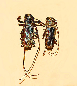 <i>Epepeotes</i> Genus of beetles