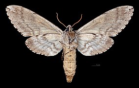 Revers de la femelle (coll.MHNT)