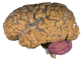 Kleine Hersenen Wikipedia