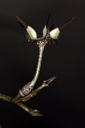 Ceropegia stapeliiformis ✓