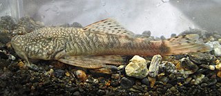 <i>Chaetostoma leucomelas</i>