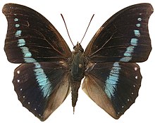 Charaxes porthos - Камерун.jpg