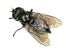 Cheilosia cynocephala