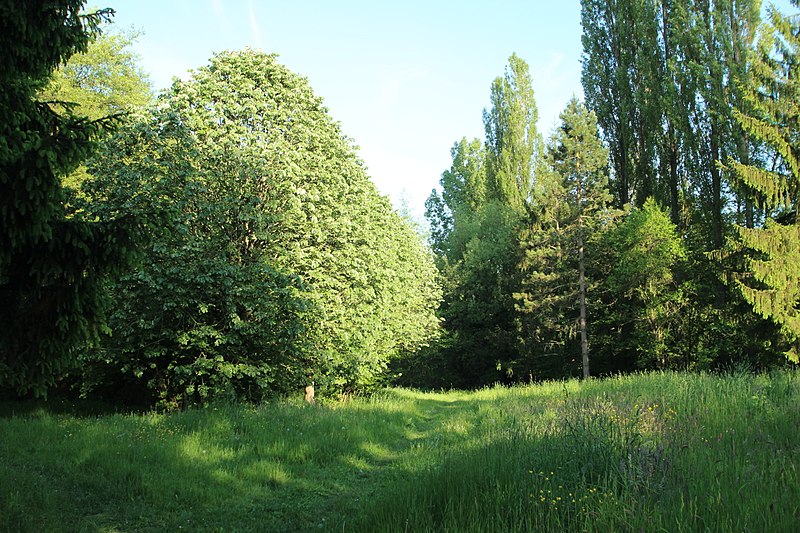 File:Chemin de Champfailly à Chevreuse le 21 mai 2015 - 11.jpg