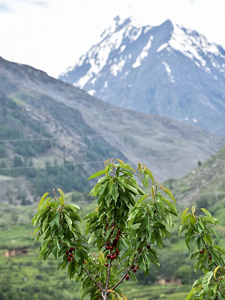 File:Cherry Trees Udaipur Himachal Jul19 D72 10993.jpg