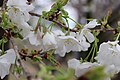 P035 千原桜 Chiharazakura 花の写真