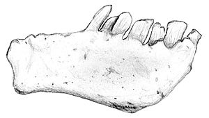 Chilesaurus