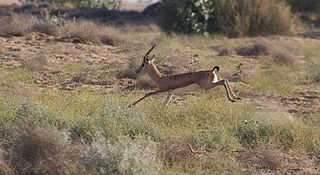 Chinkara species of mammal