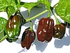 Chocolate Habanero peppers - 13 Nov. 2016 - (1).jpg
