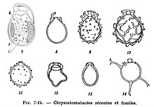 Chrysostomatacees recentes et fossiles-G- Deflandre-1936.jpg