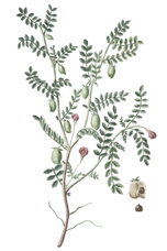 Botanical illustration of chickpea