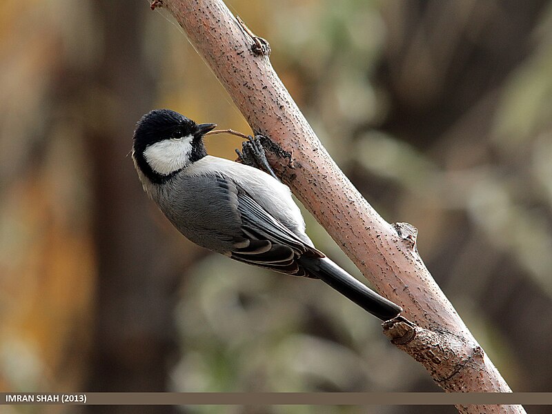 File:Cinereous Tit (Parus cinereus) (15869434426).jpg