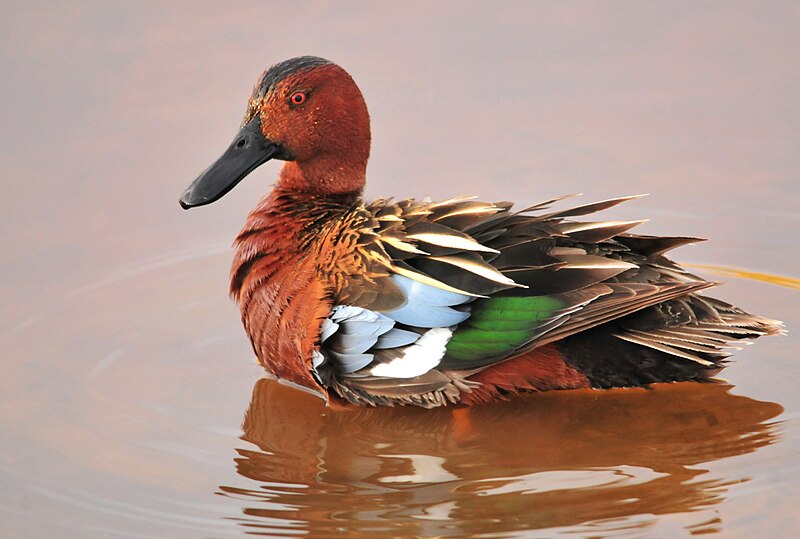 File:Cinnamon Teal on Seedskadee National Wildlife Refuge (26824988452).jpg