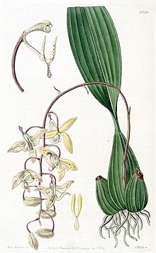 Cirrhaea loddigesii - Эдвардс vol 18 pl 1538 (1832) .jpg