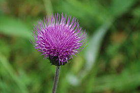 Cirsium helenioides (Ljungdalen)b.jpg