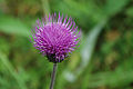 * Nomination Melancholy Thistle --Ankara 13:48, 11 August 2011 (UTC) * Promotion DOF is a tad low, but nice composition and background make up for it. --Quartl 07:30, 14 August 2011 (UTC)