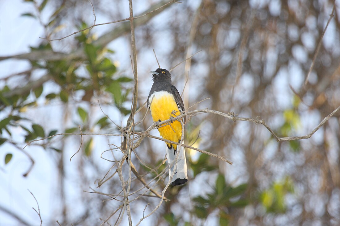 Trogon melyn