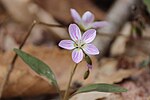 Thumbnail for Claytonia caroliniana