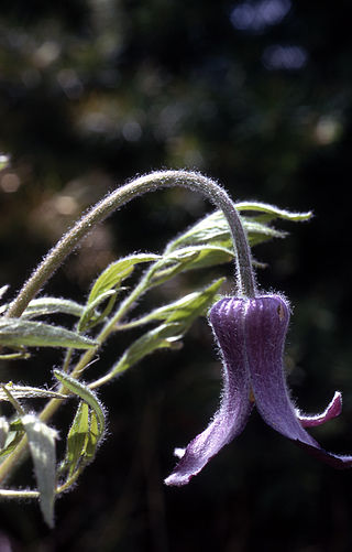 <i>Clematis hirsutissima</i> Species of flowering plant in the buttercup family Ranunculaceae
