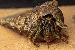 Clibanarius longitarsus