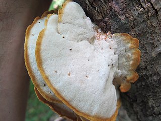 <i>Climacodon pulcherrimus</i> Species of fungus