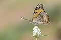 * Nomination: Close wing Basking of Junonia hierta (Fabricius, 1798) - Yellow Pansy WLB --Anitava Roy 15:21, 10 July 2023 (UTC) * * Review needed