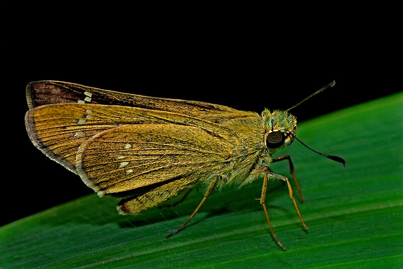 File:Close wing position of Pseudoborbo bevani, Moore, 1878 - Beavan's swift WLB DSC 2966.jpg