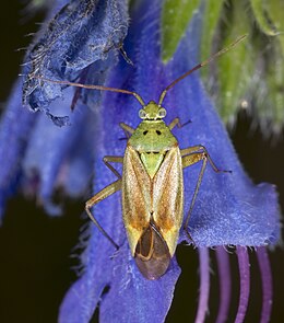 Zöld mezeipoloska (Closterotomus norwegicus)