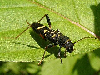 Clytus ruricola