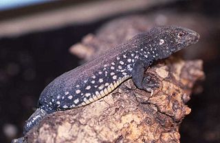 Saint Lucia whiptail Species of lizard