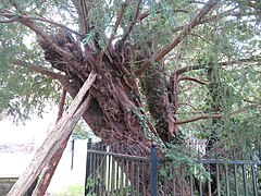 Coed yw Owrtyn, Wrecsam - Overton yew trees, Overton conservation area,nr Wrexham, Wales - 20 trees probably 2,000 years old 03.jpg