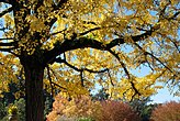 Ginkgo biloba (Gingkoaceae)