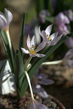 Miniatura para Colchicum triphyllum