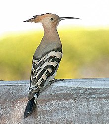 Hoopoes host symbiotic bacteria in their uropygial glands whose secretions act against feather-degrading bacteria. Common Hoopoe (Upapa epops) at Puri Im IMG 9204.jpg