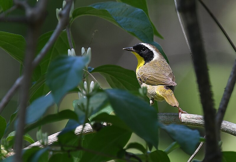 File:Common Yellowthroat - 51158422911.jpg