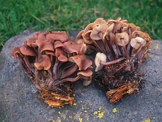 <i>Connopus</i> Genus of fungi