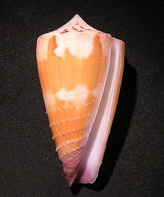 <i>Conus circumactus</i> Species of sea snail