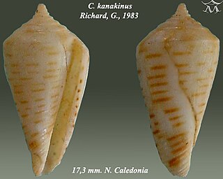 <i>Profundiconus kanakinus</i> Species of gastropod