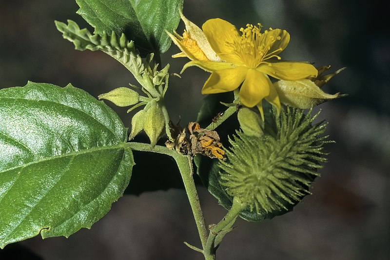 File:Corchorus junodii S-1949.jpg