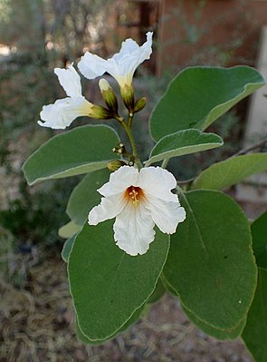 Cordia boissieri