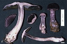 Cortinarius (10.3897-mycokeys.11.5409) Şekil 2f.jpg