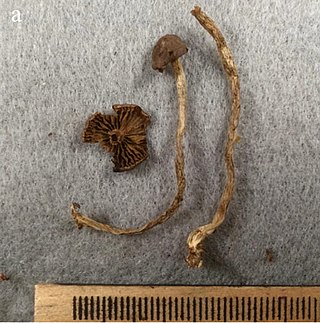 <i>Cortinarius scoticus</i> Species of fungus