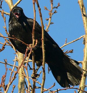 Corvus corax in Akureyri 2.jpeg